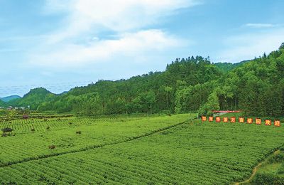 湖南华莱:黑茶香飘富乡梓