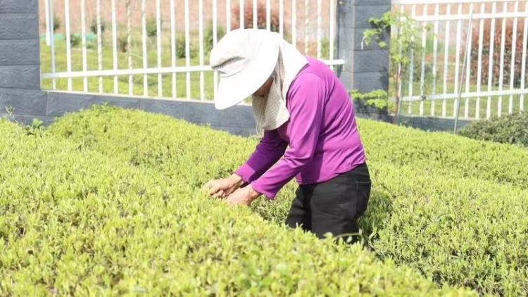 一芽一叶吐新绿又是一年采茶、制茶忙(图4)