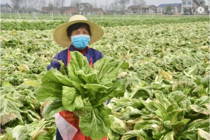 特殊的华容芥菜采收季