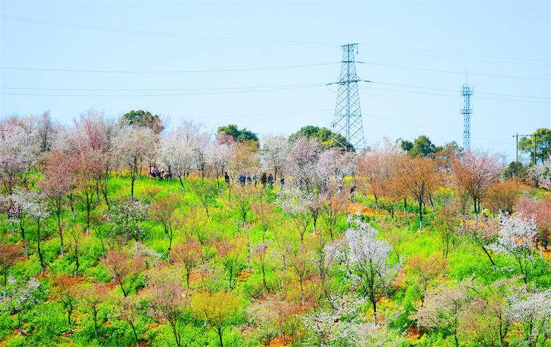 政务公开 政务动态 政务要闻 近日,位于康王乡羊角山的岳阳生态博览园