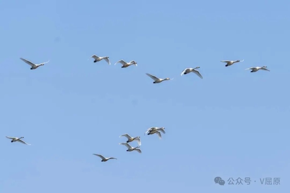 �����輯�Ķ��ռ��껪