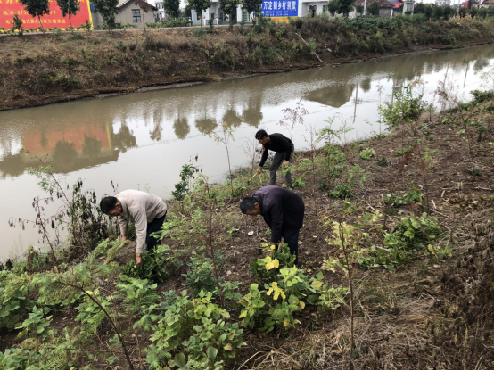 華容縣注滋口鎮河長制隆西溝兩岸農作物全線清除