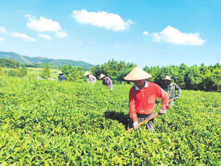 胜峰茶业强化夏季茶园管理