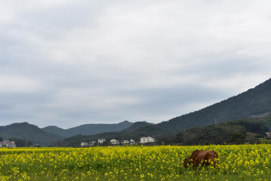 岳阳麻布山森林公园图片