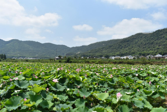 岳阳麻布山森林公园图片